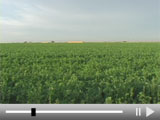 Farming in the Desert