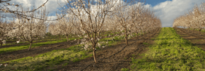 almond bloom